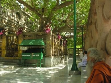 Motorradreise Indien Bodhgaya Baum unter dem Budha Erleuchtet wurde
