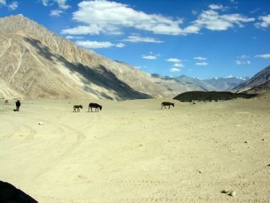Himalaya Nubra Valey